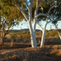 Gum Trees